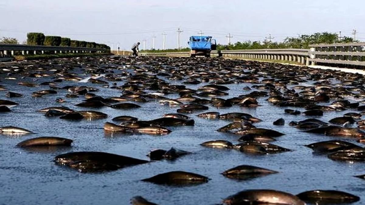 Kasabada 200 yıldır her haziran ayında gökten balık yağıyor