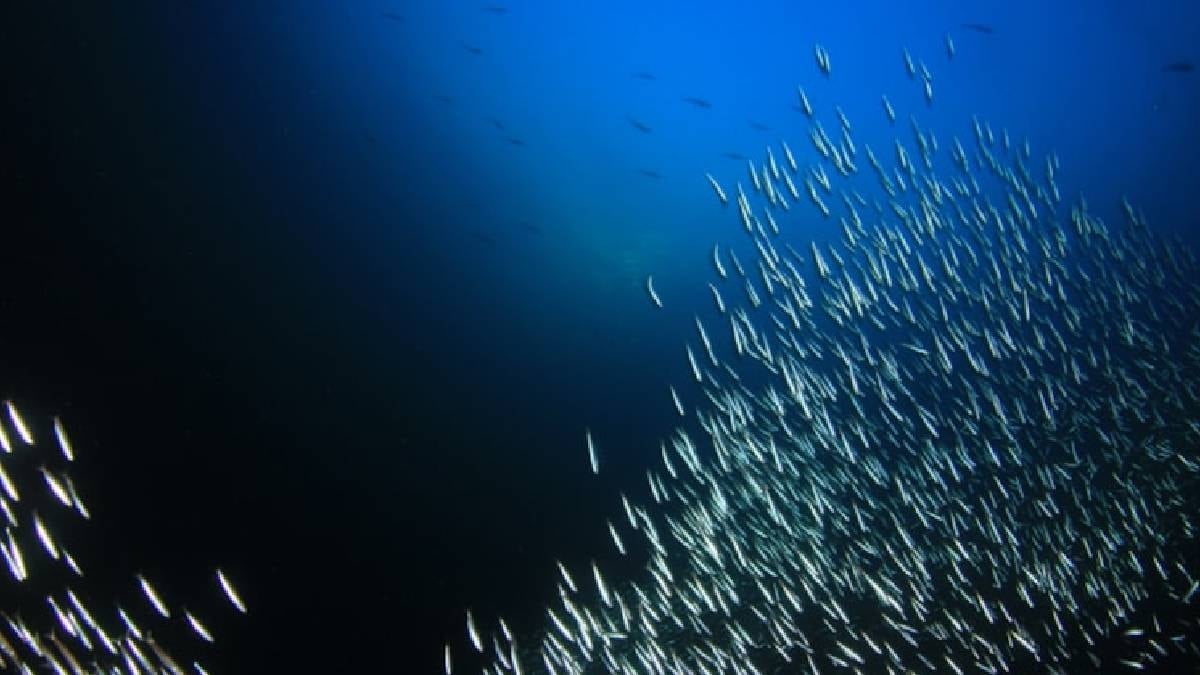 Dünyanın en nadir balığı: Sadece 38 tane kaldı