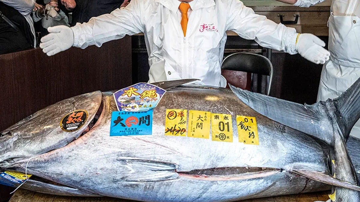 Denizden servet çıktı: Bu balık İstanbul'da 28 daire parasına satıldı