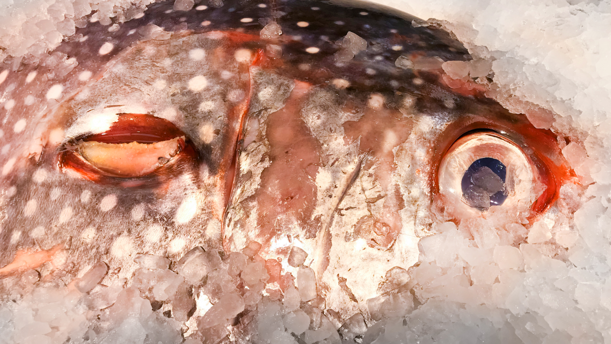 İşte dünyanın en sıcakkanlı balığı