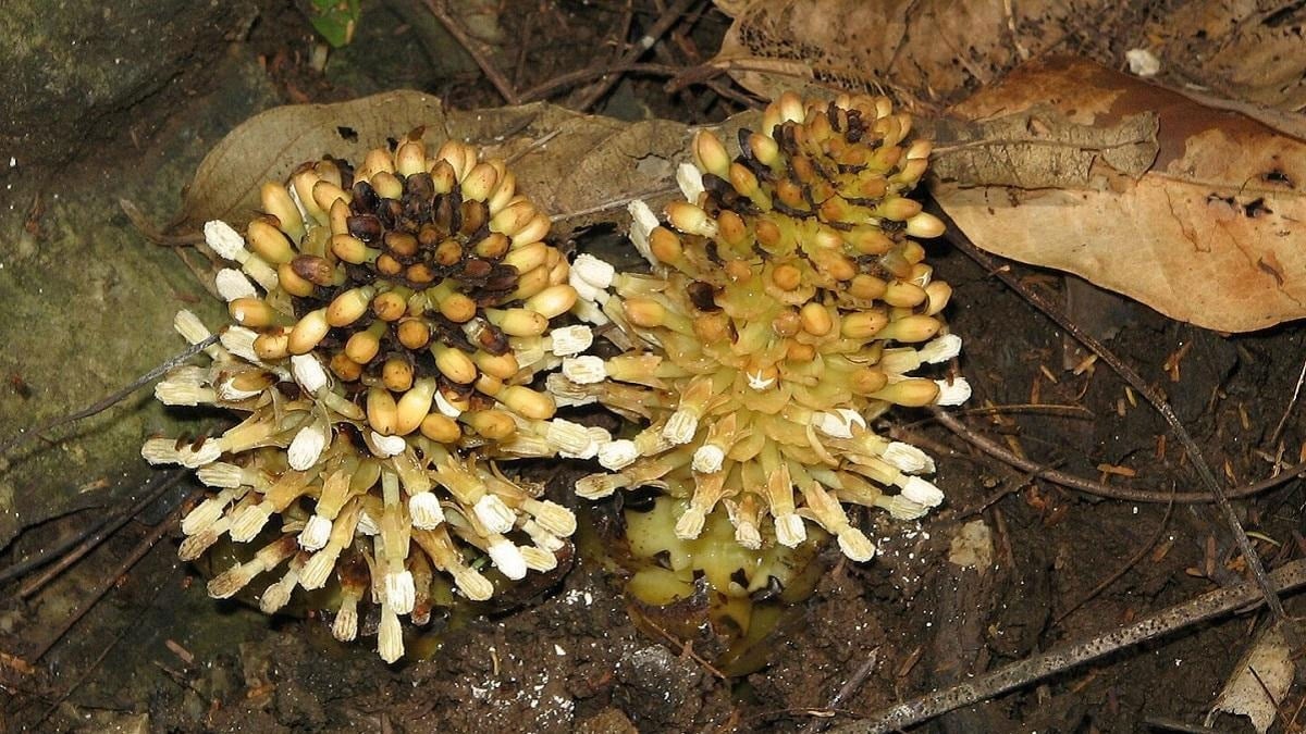 Dünyanın en sıra dışı bitkisi botanikçinin bakış açısını değiştirdi