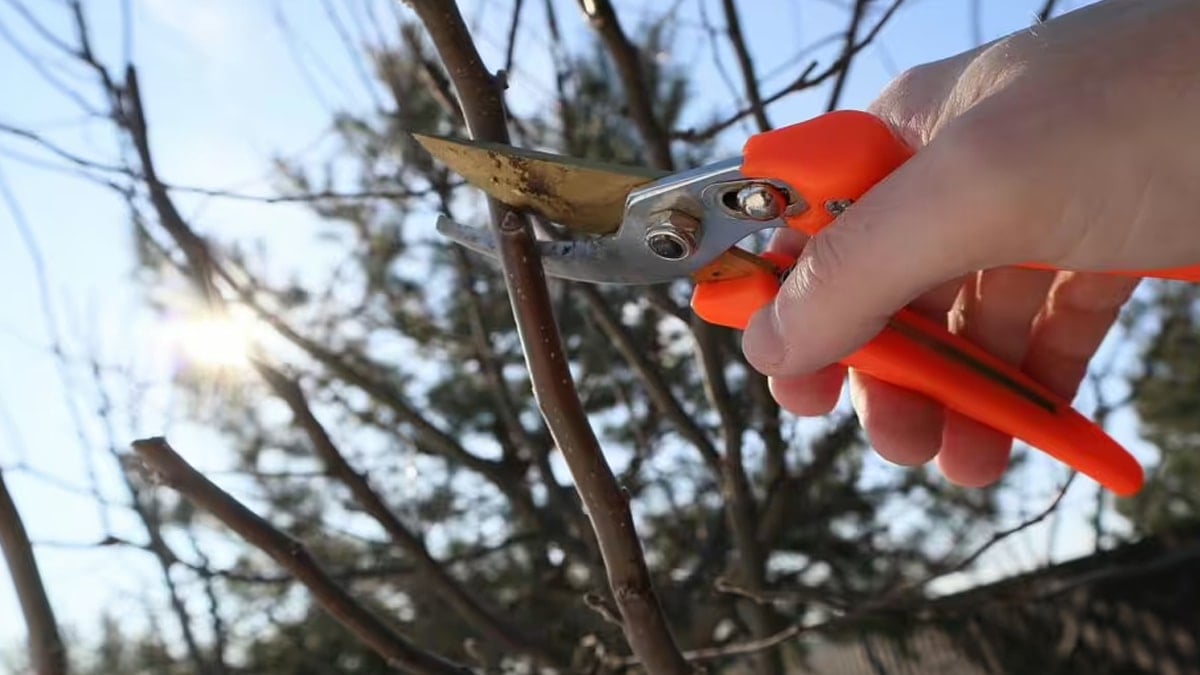 Bahçıvan uyardı: Ocak ayında sakın budamayın
