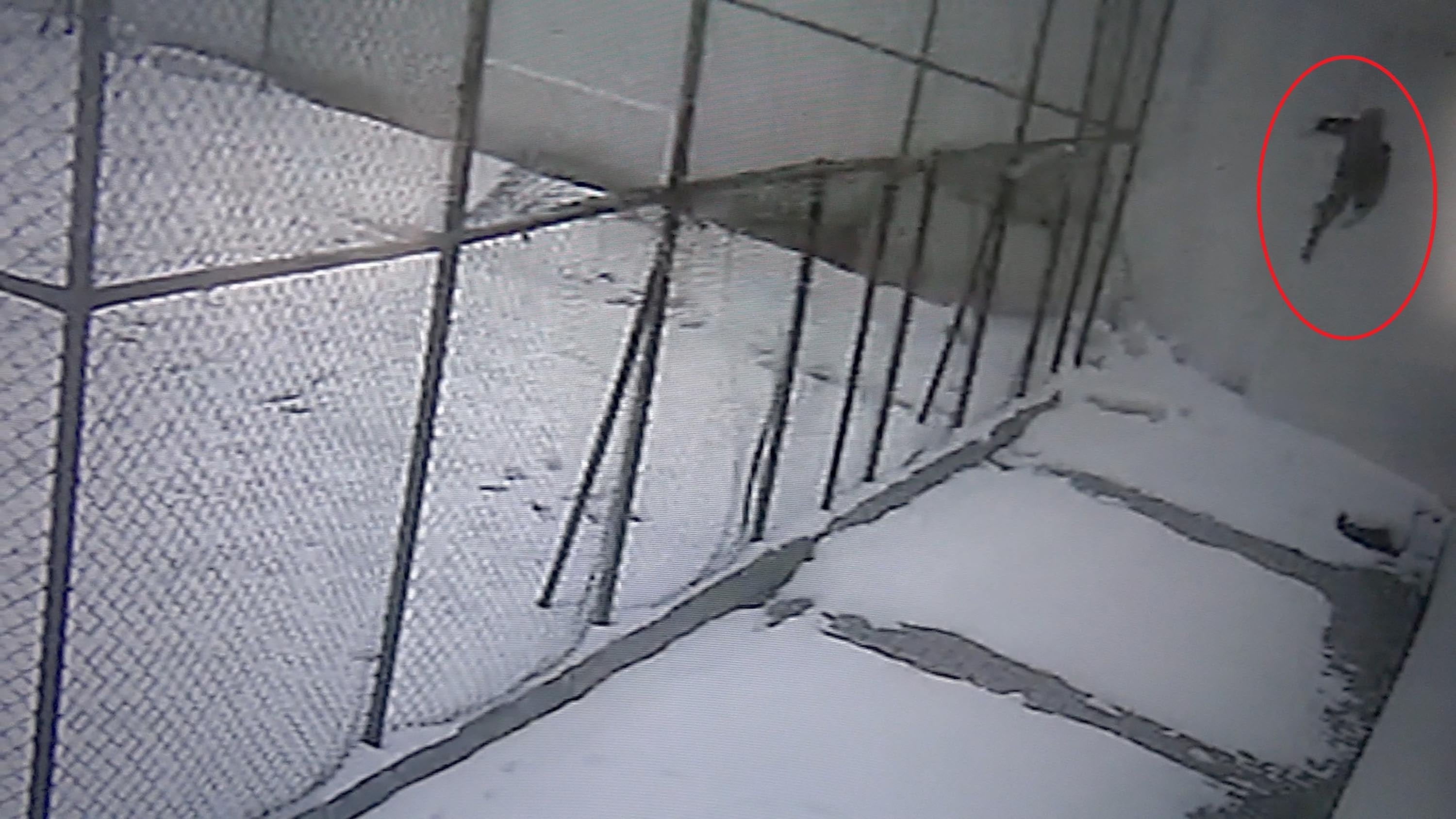 Cam silerken düşen öğretmen hayatını kaybetti: O anlar kamerada