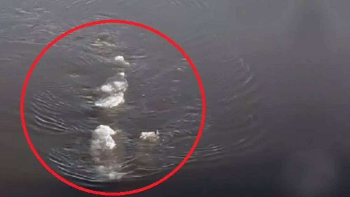 400 yıldan fazla yaşayabilen devasa yaratık: 150 yaşındayken cinsel olgunluğa erişiyor