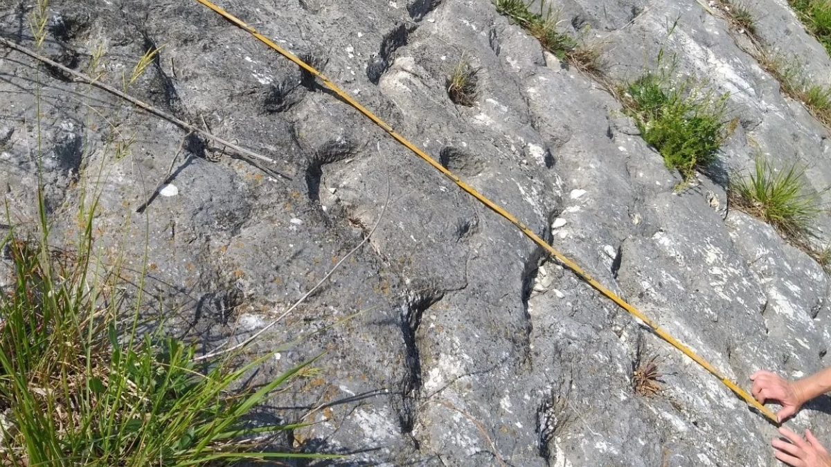 Tesadüfen 80 milyon yıllık tarihi sırrı ortaya çıkardılar