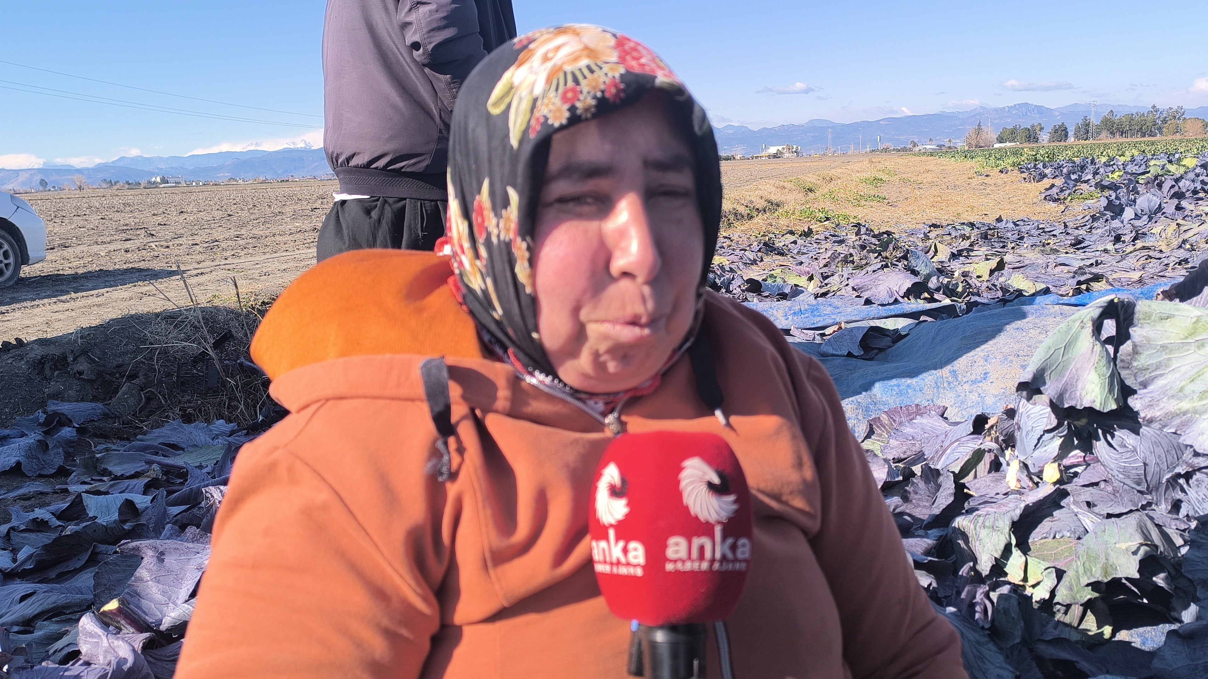 Tarlada çalışan kanser hastası kadın işçinin sözleri yürekleri dağladı