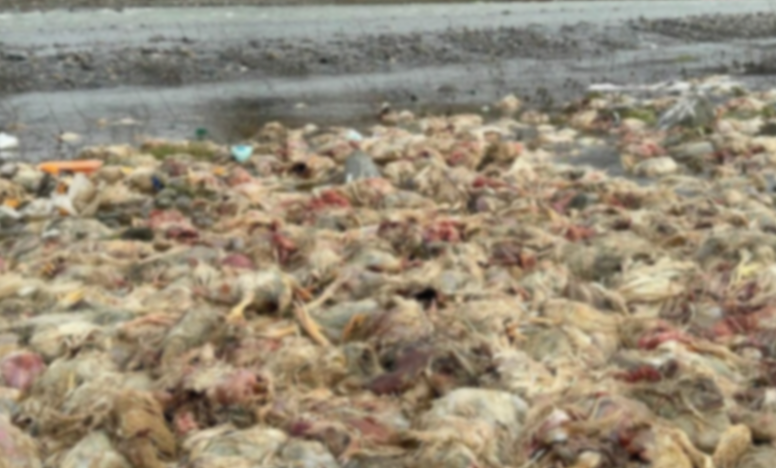 Alaplı Çayı'nda korkunç manzara: Ölmüş yüzlerce tavuk bulundu