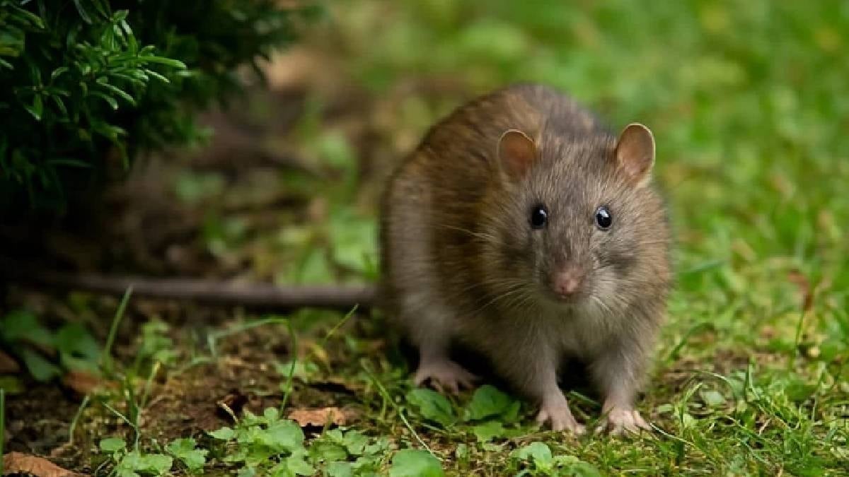 Fareleri kokuyu alınca anında tüyüyor: Bahçeye veya balkona ekin fare ve böceklerden kurtulun