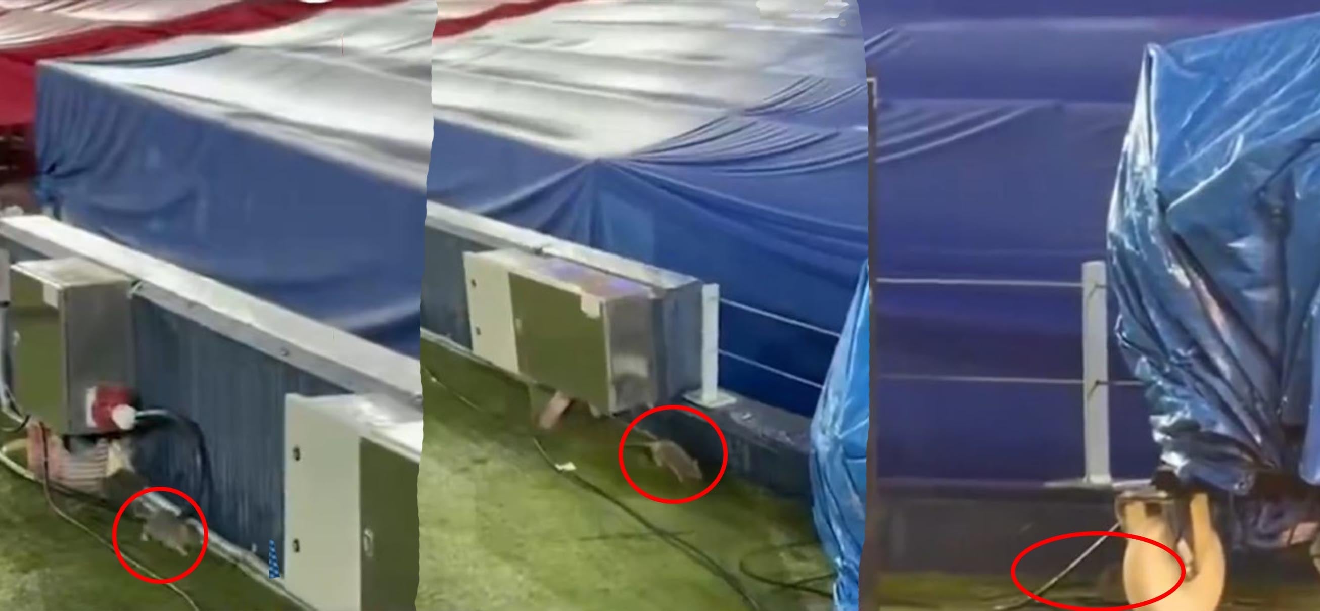 Barcelona'nın stadyum çilesi bitmiyor! Şimdi de fareler bastı