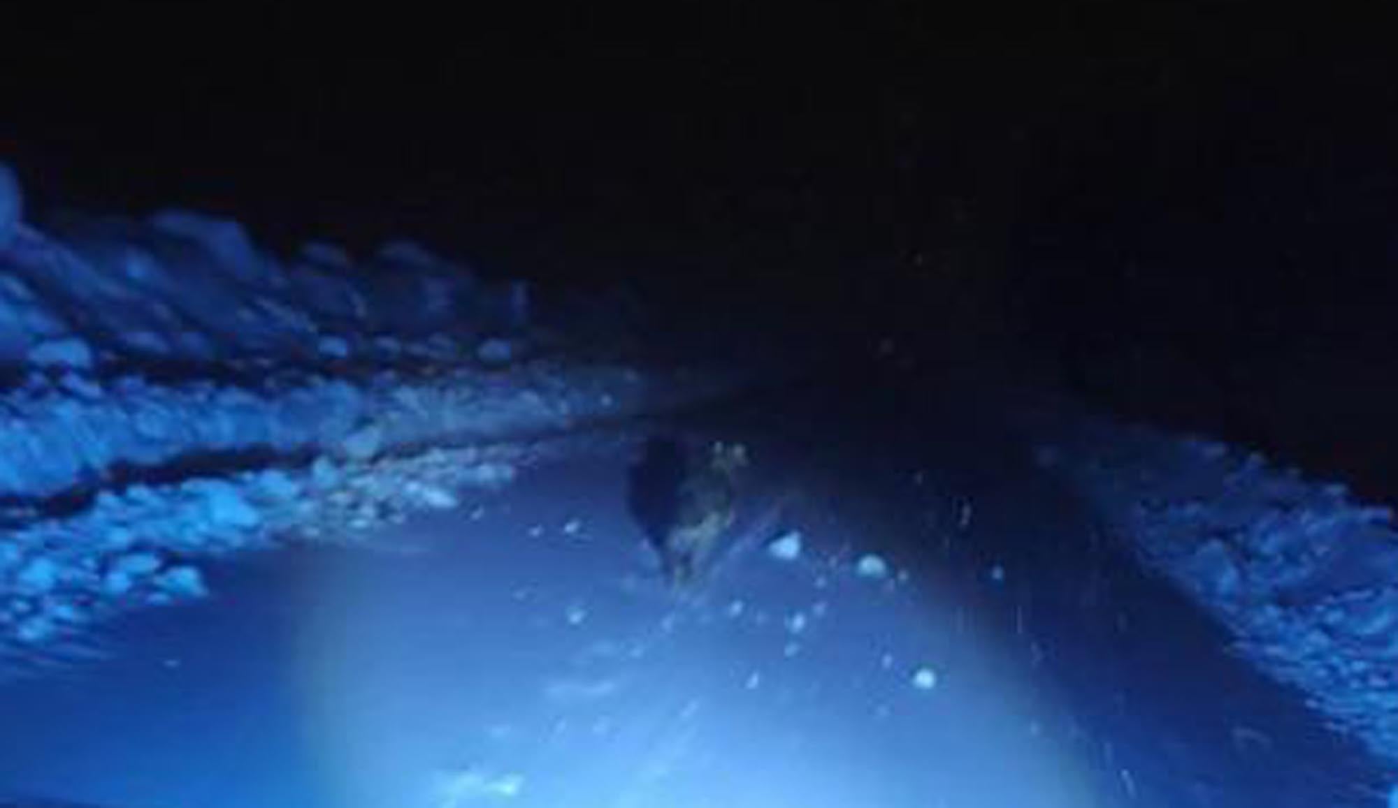 Kurdu görüntülemek isterken canlarını zor kurtardılar