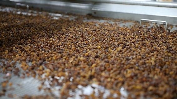 Türkiye'de yüzüne bakan yok... Japonların hafızalarının güçlü olmasının nedeni meğer buymuş