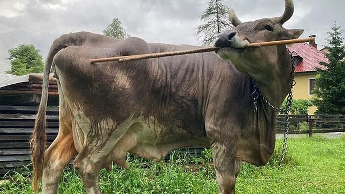 İnek deyip geçmeyin dünyanın en zekisi: Alet bile kullanabiliyor
