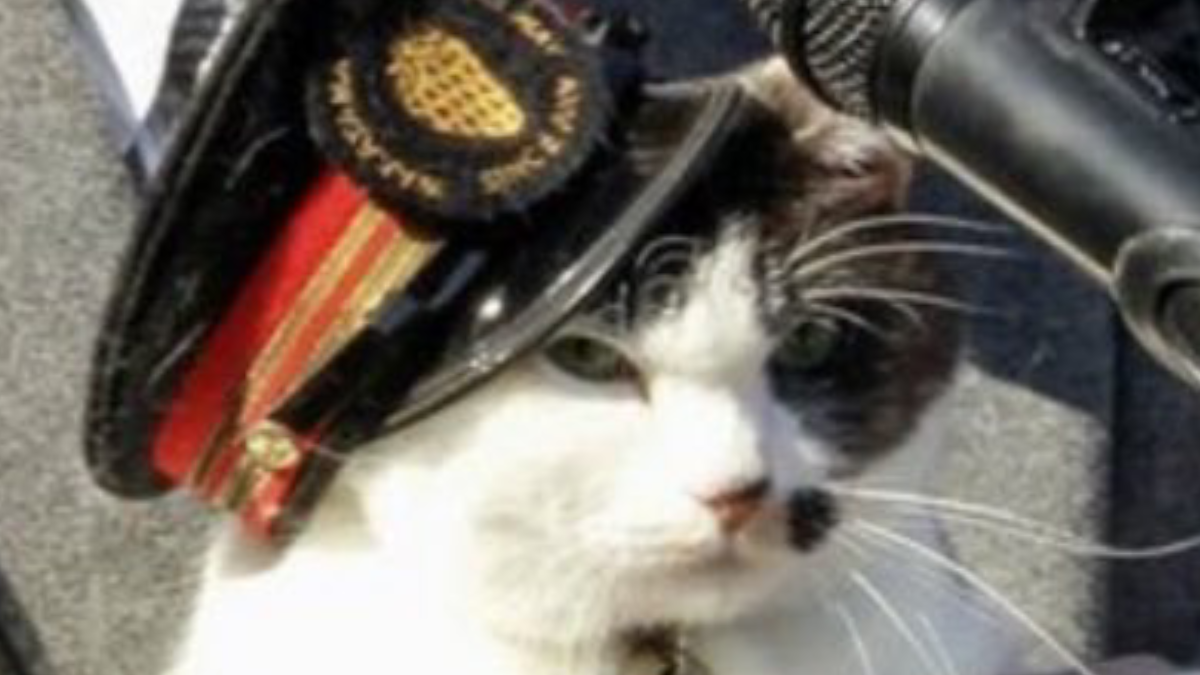 Kediyi işe aldılar şef oldu: İşte mesleği