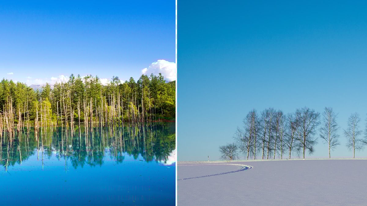 Turistleri durdurmak için ağaçları kestiler! Hala akın akın geliyorlar