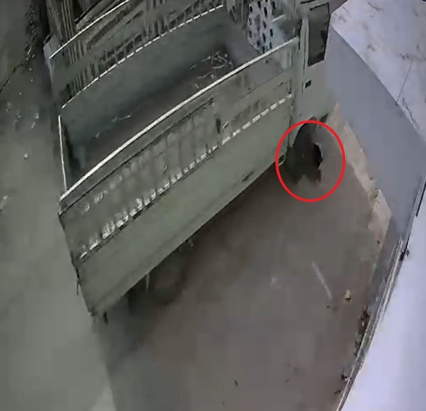 Kediyi ezip kaçan sürücüye verilen ceza alkış topladı! Bir ay boyunca barınakta çalışacak