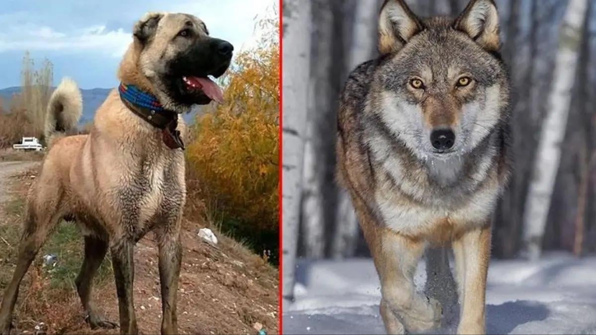 Kurt ile kangal çiftleşti, ortaya acayip bir tür çıktı