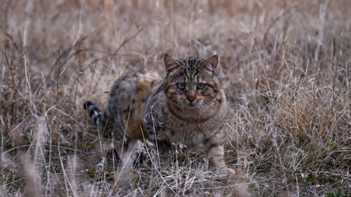 Türkiye'nin en değerli 33 hayvanı açıklandı: Dokunan 45 milyon TL ödeyecek