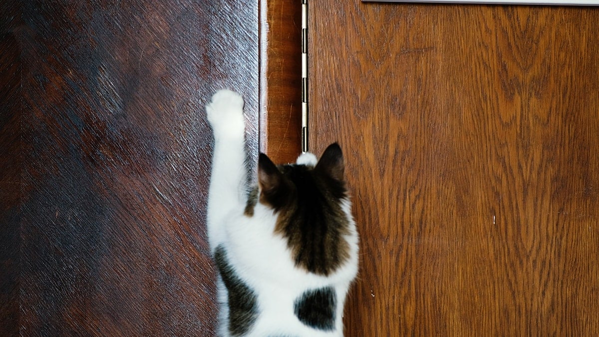 Kediniz meğer bu yüzden geceleri kapınızı tırmalıyormuş