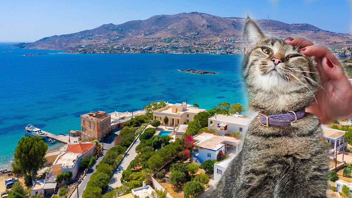 Buraya gelip kedi sevene 1 ay tatil bedava