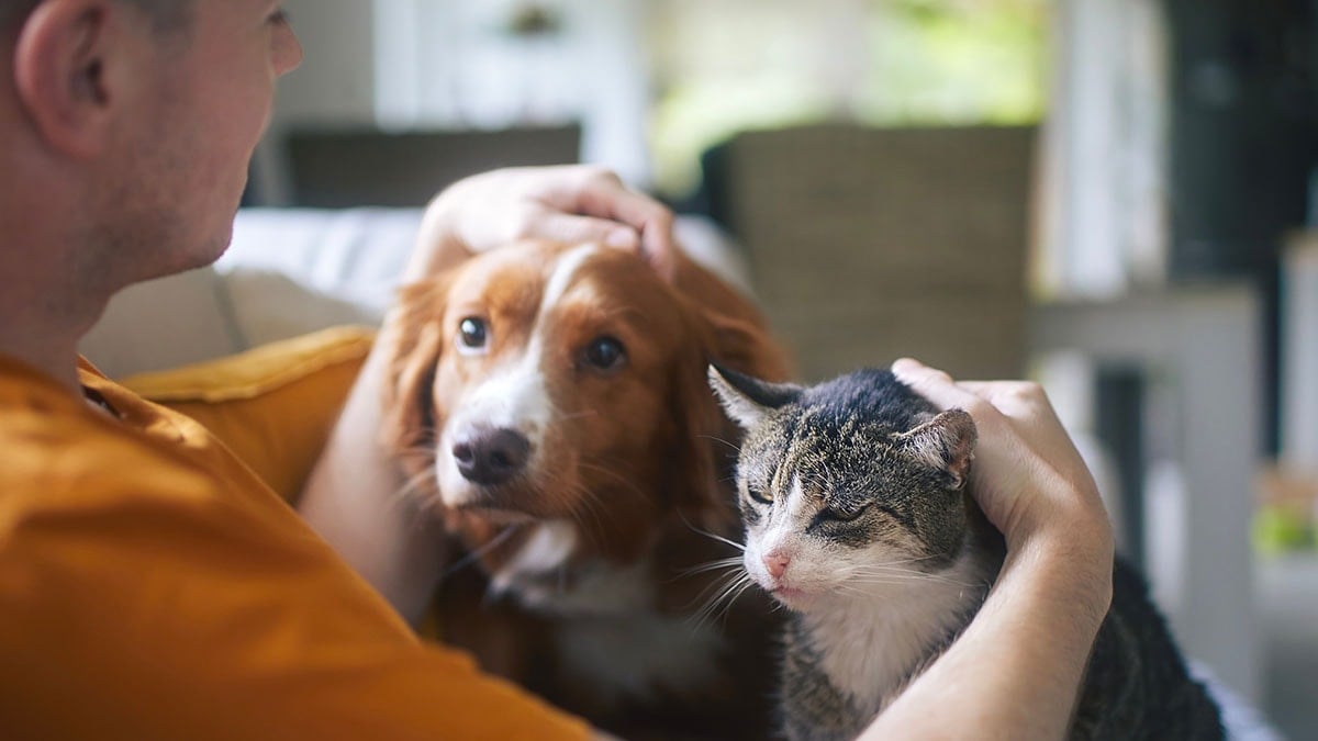 Ne köpek ne de kedi: Bu hayvan insan duygularını anında anlıyor