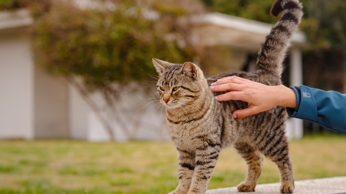 Hafızası onu ülkesine götürdü: Herkes bu kediyi konuşuyor