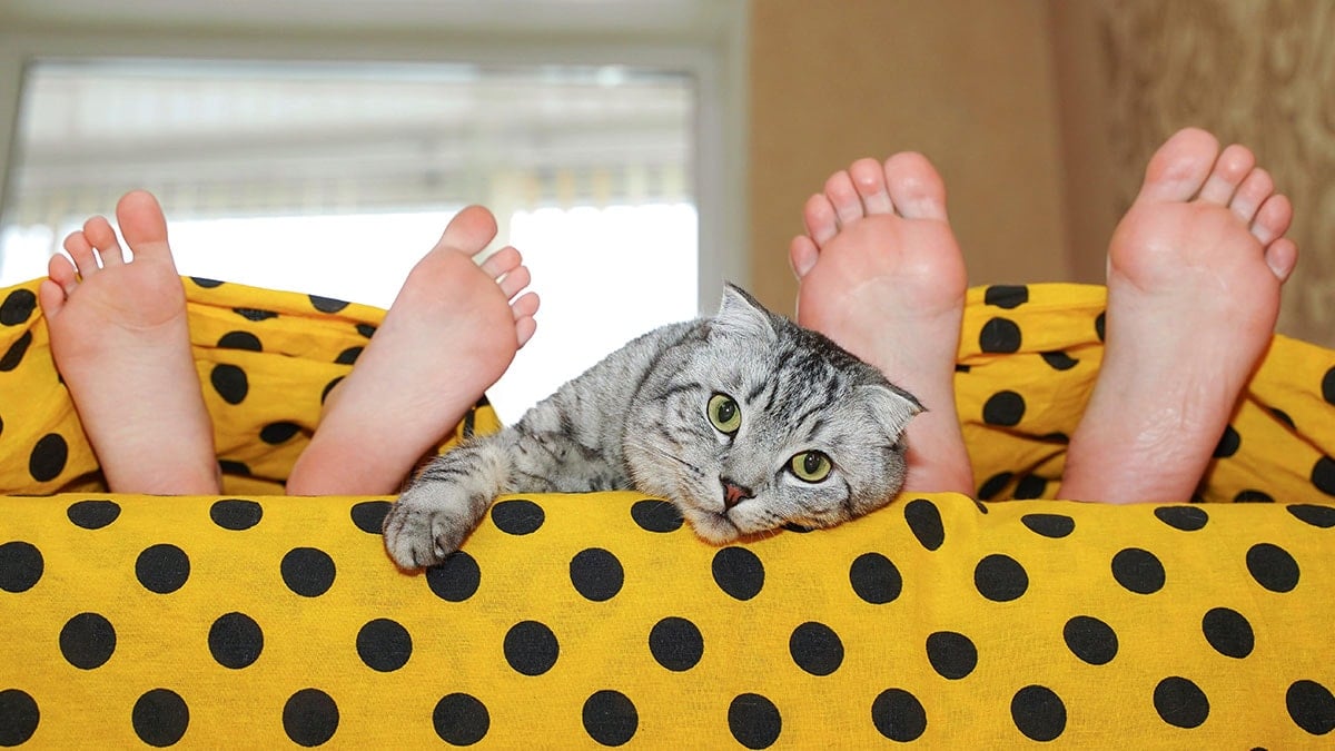 Kediniz bu yüzden başınıza değil ayaklarınıza yakın yatıyor