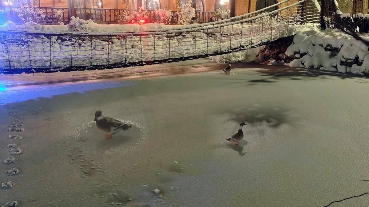 Göl soğuktan dondu, ördekler yürüyüşe geçti