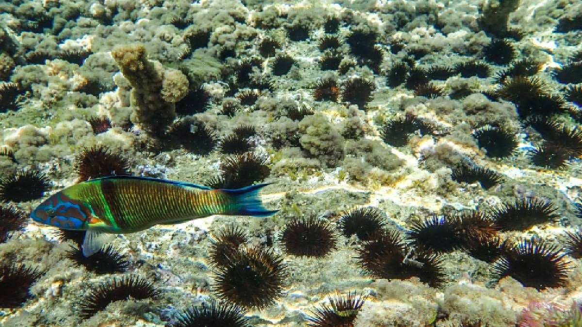 Deniz kestanesi ararken 417 milyon lira değerinde hazine buldu