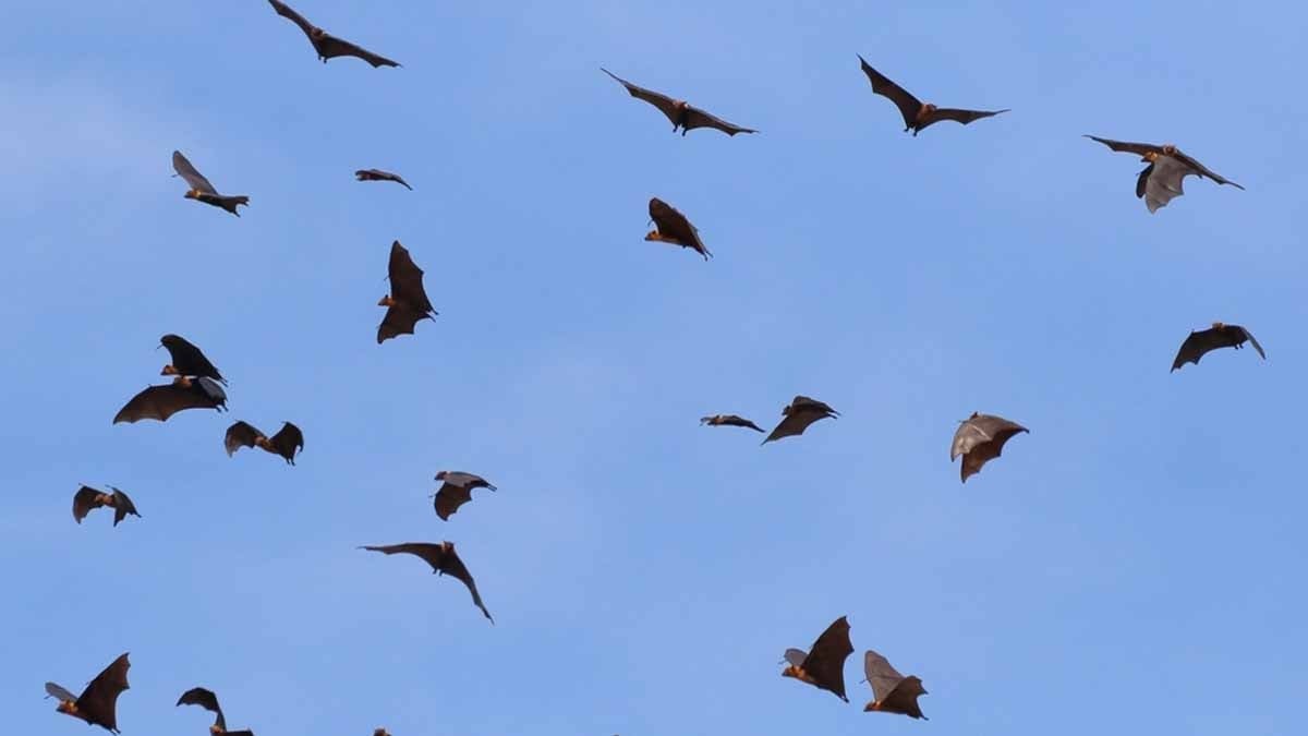 Yıllardır "hastalık saçıyor" diye kaçıyorduk: Meğer asıl tehlike başkaymış