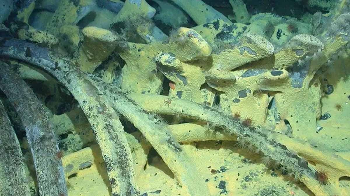 Zombi solucanlar ortada yok ve bilim insanları endişeli