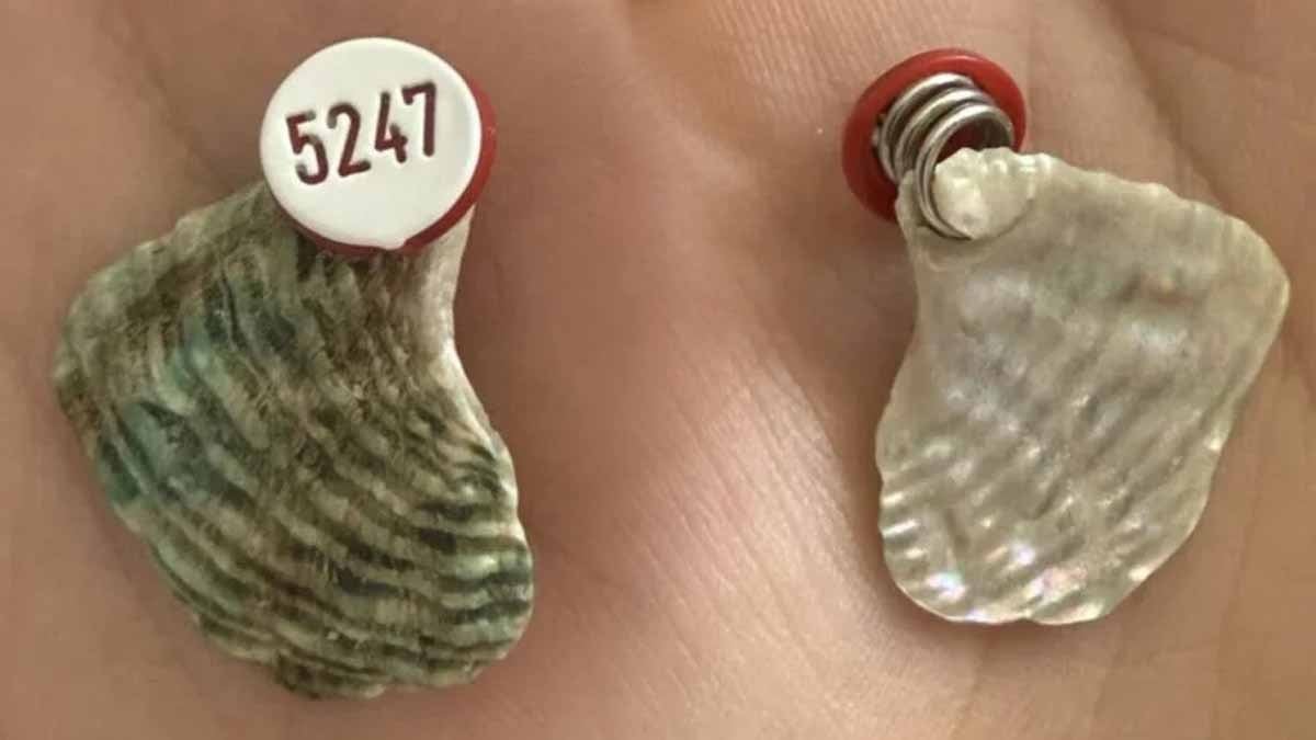 '5247' kodunun arkasından devlet çıktı