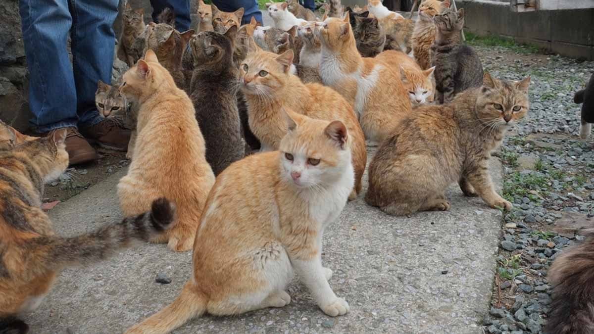 131 kedi adadan gidince mucize gerçekleşti