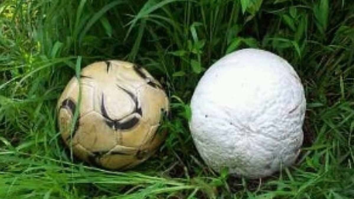 Odun toplamaya gitti, milyonluk mantar buldu