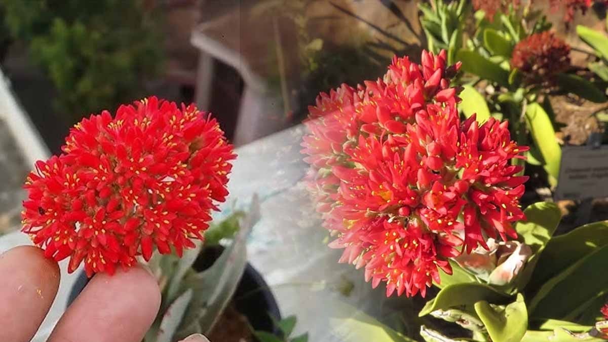 1 Ocak'ta bu bitkiyi kapınızın önüne koyun! Uzak Doğu felsefesine göre parayı evinize çekecek