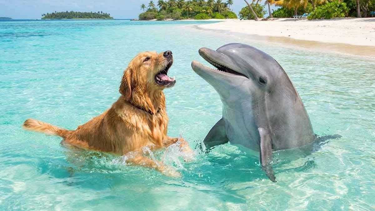 Ne köpek ne yunus... Dünyanın 'en zeki hayvanı' tacını bakın kim kaptı