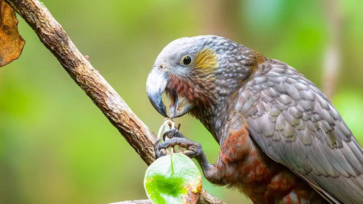 Nadir gece papağanları 4 yıl sonra ilk kez üredi! İşte nedeni