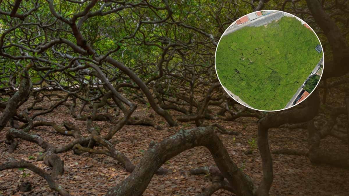 Genetik bir hata sonucu kontrolden çıktı: Tek başına tüm mahalleyi yuttu