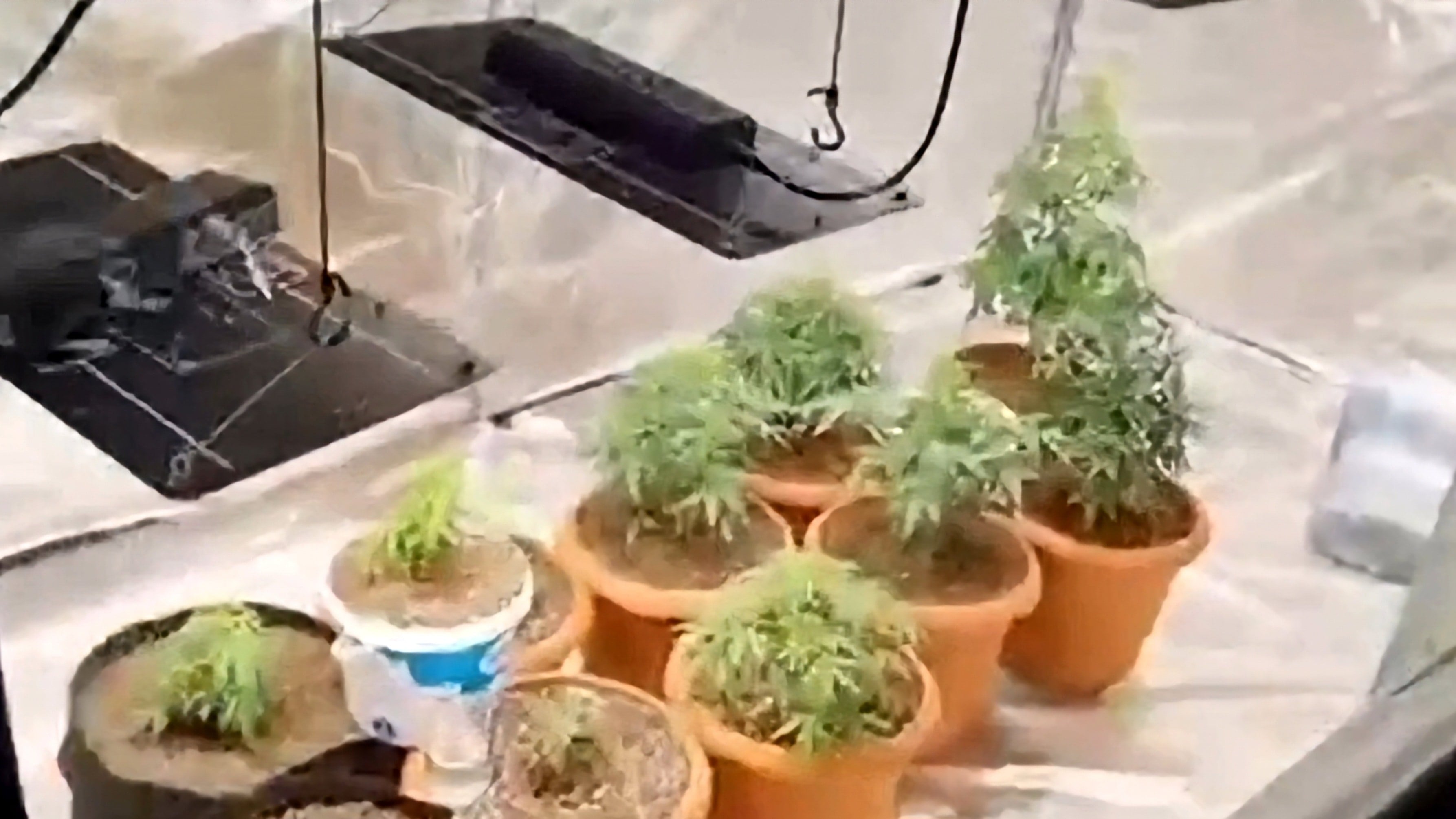 Geyve'de sera operasyonu: Hint keneviri yetiştiren 2 şüpheli yakalandı