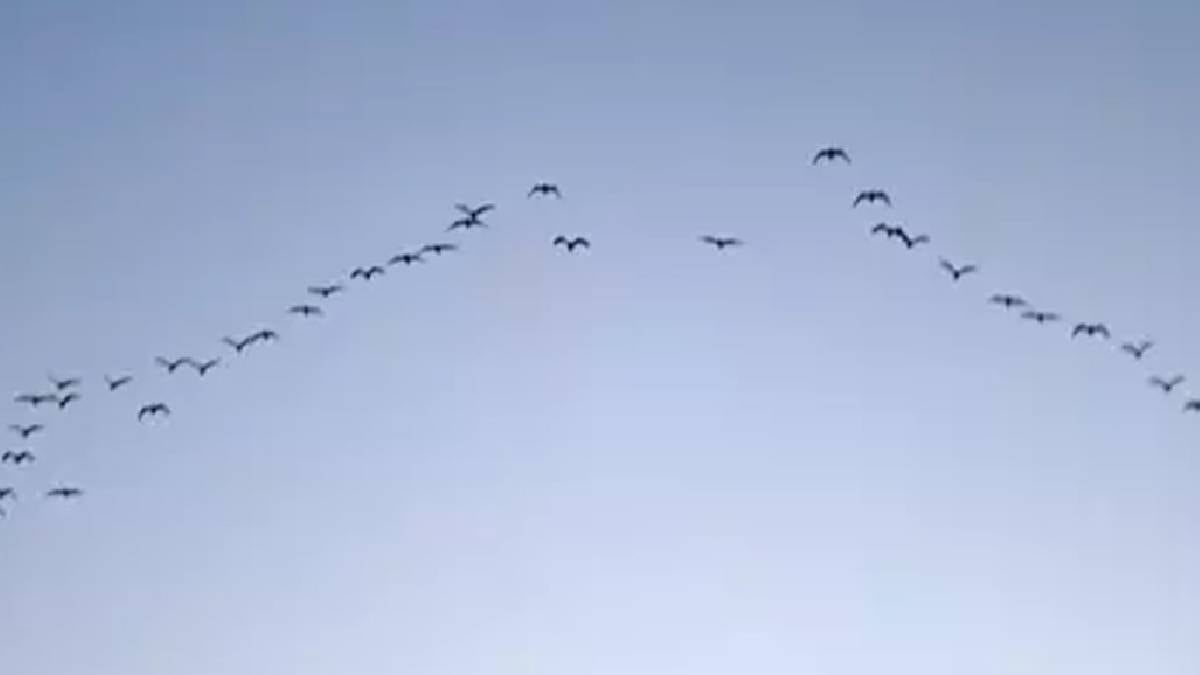 200 gün boyunca hiç yere konmadan yolculuk yapıyorlar: Havada uyuyup besleniyorlar