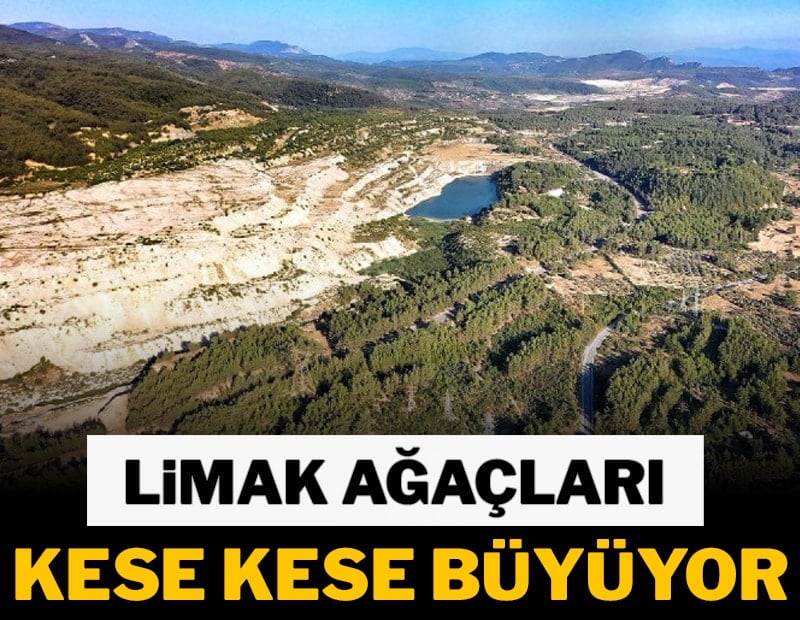 LİMAK ağaçları kese kese büyüyor