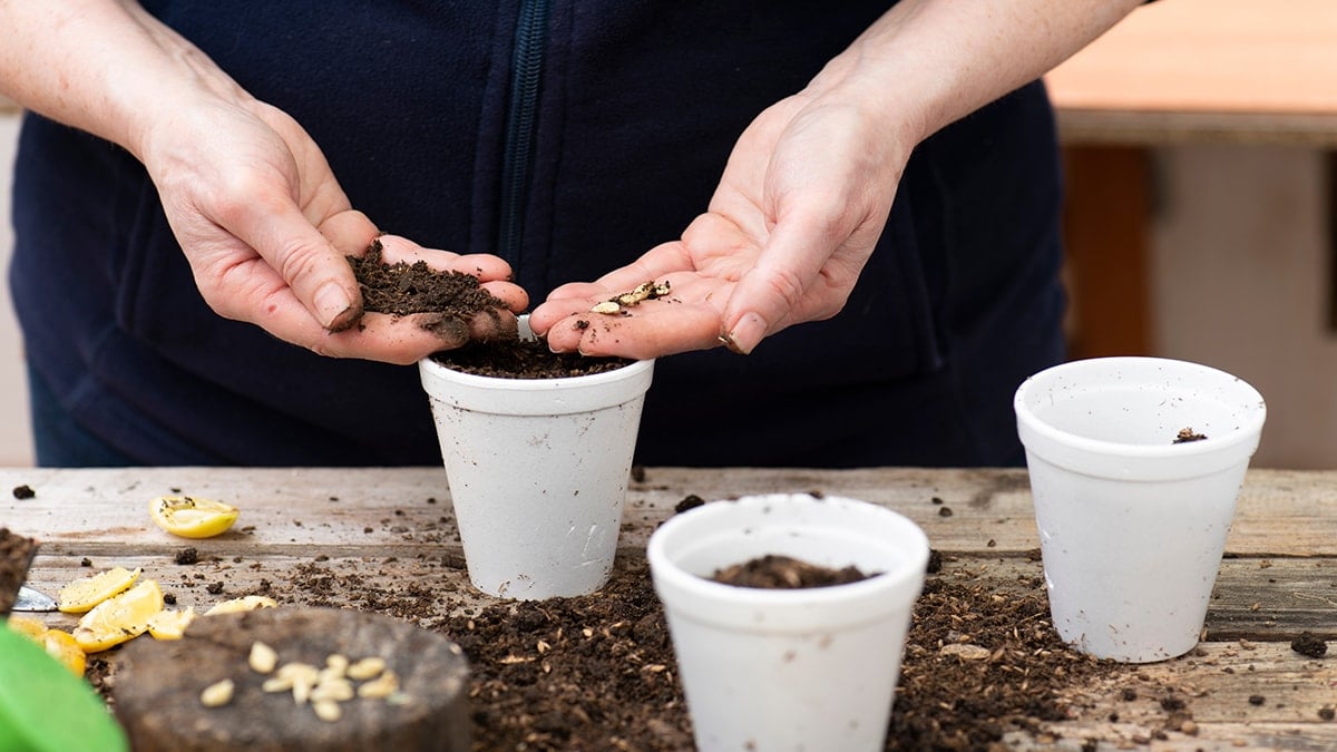 Evde saksıda yetişiyor, ocak ayında dalından taze taze toplanıyor