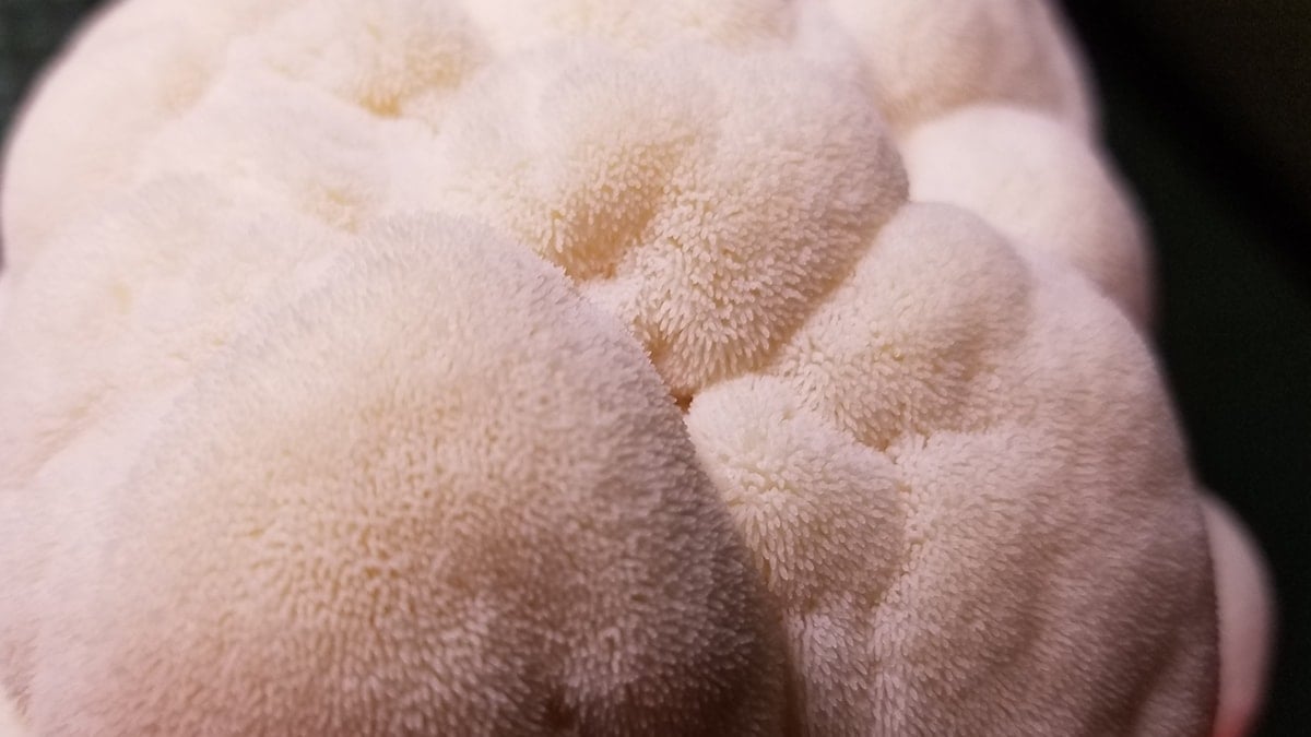 Doğada rastgele bulup balkonunda çoğalttı, şimdi kilosunu 2500 liradan satıyor