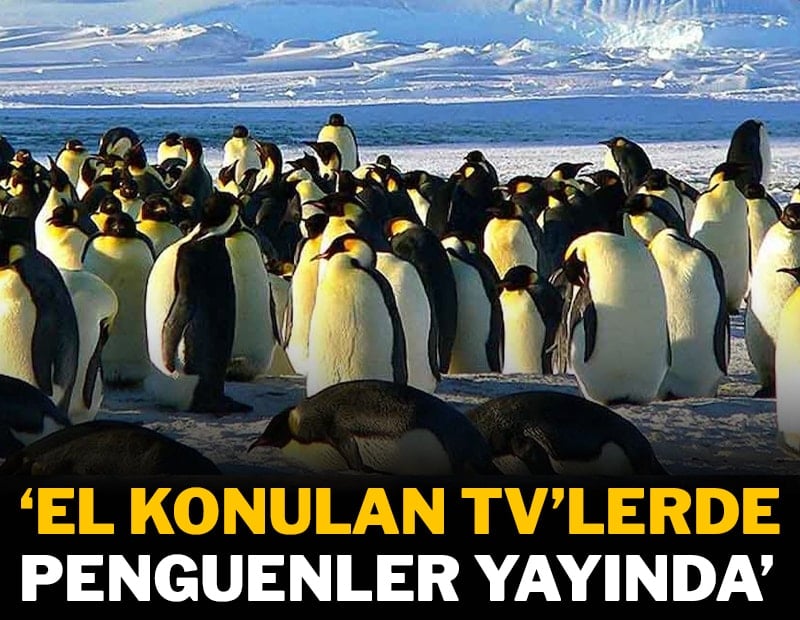 El konulan TV’lerde penguenler yayında