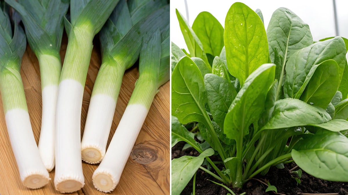 Ispanak ve pırasa yerken 2 kez düşünün