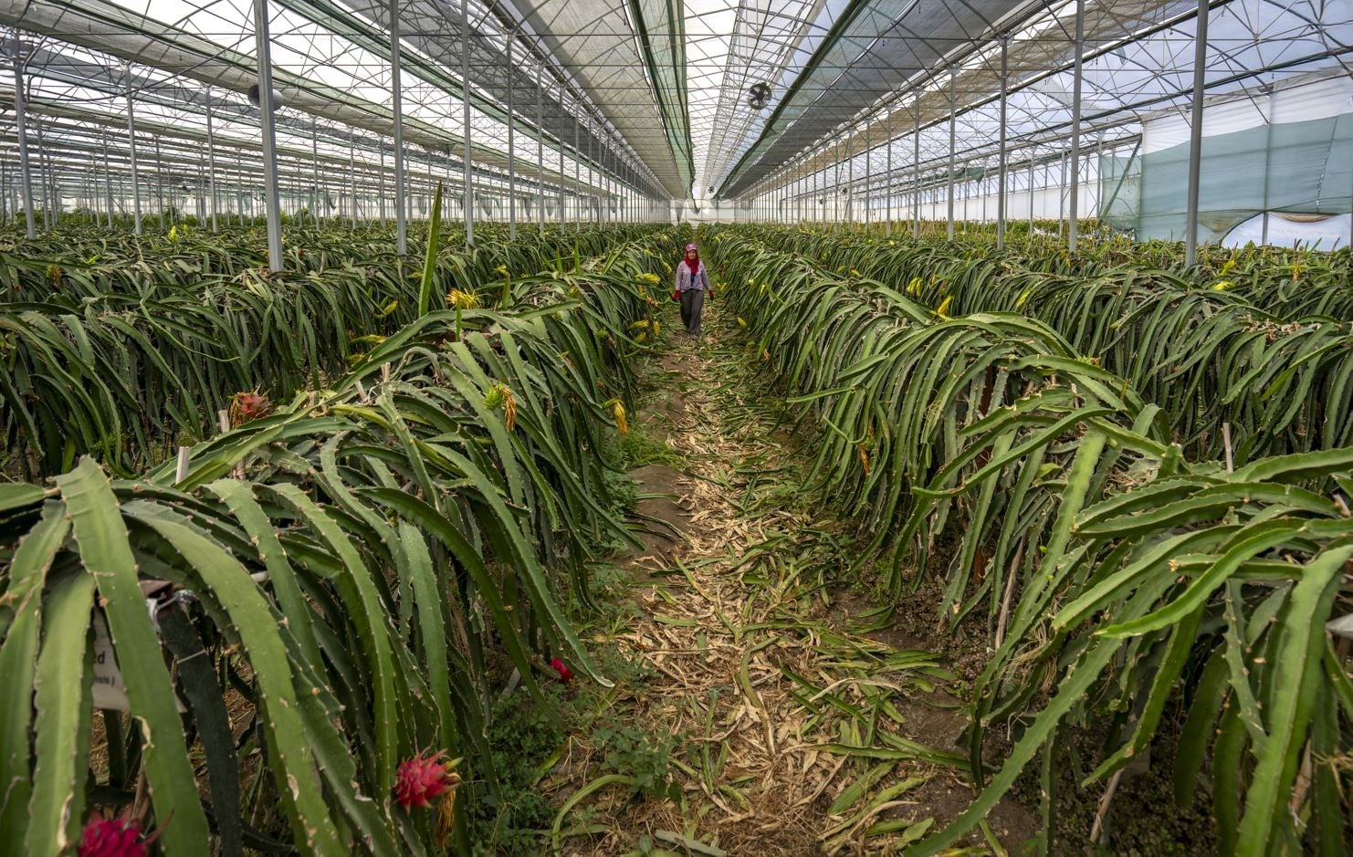 Portakalı mandinalıyı unutun! 2017'den beri Türkiye'de üretilen meyveler şimdi servet kazandırıyor