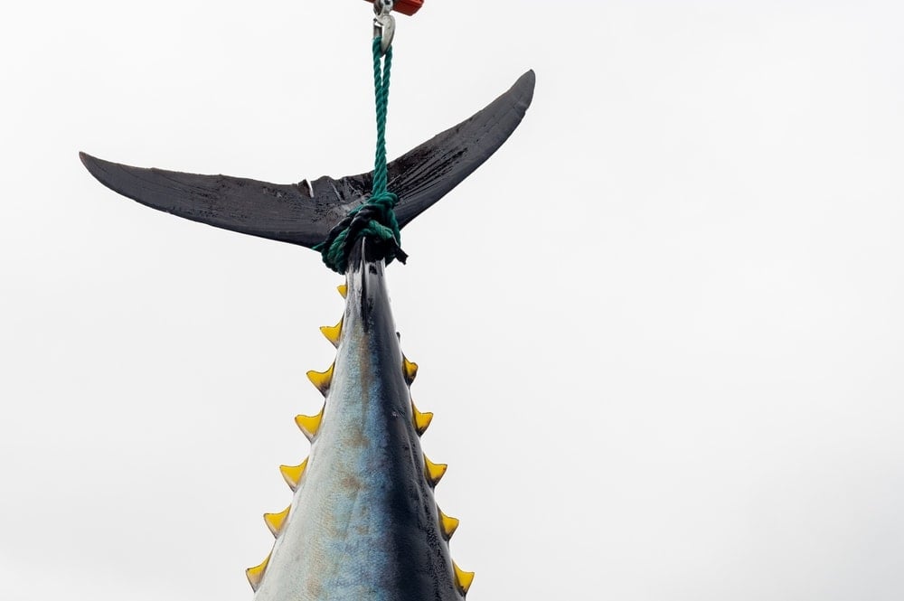 Rekor kırıldı! Dev balık 140 milyon liraya satıldı