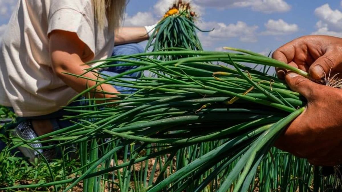 Kışın pencere kenarında yeşil soğan nasıl yetiştirilir?