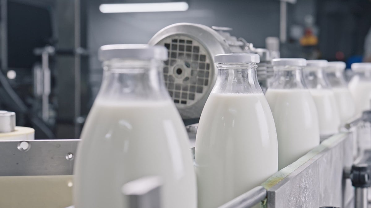 Ne inek ne manda ne koyun: En sağlıklı süt buymuş, anne sütüne çok yakın