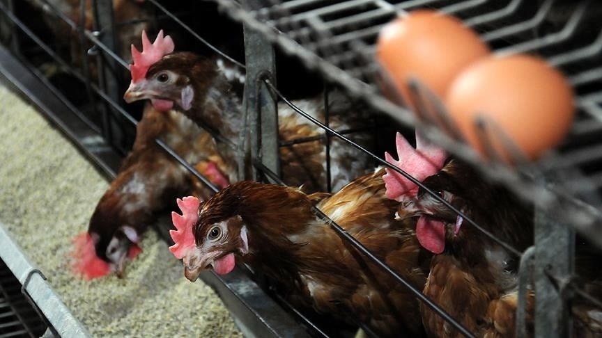 Kanatlı işletmelerine yeni dönem: Biyogüvenlik ve teknik şartlar netleşti