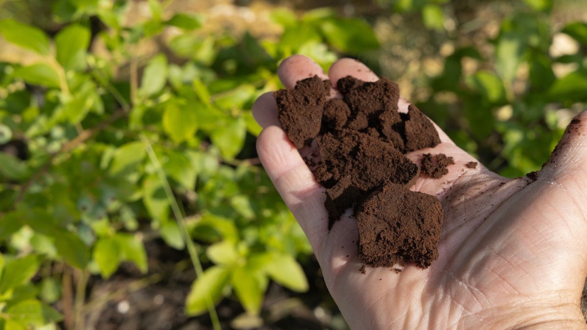 Bu yüzden kapı ve pencere önlerine kahve telvesi serpmelisiniz